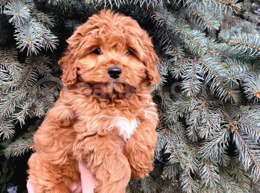 Kore Kani Show Kali̇te Red Toy Poodle Yavrumuz