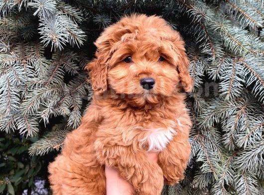 Kore Kani Show Kali̇te Red Toy Poodle Yavrumuz görsel