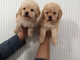 Show Düzey Red Toy Poodle Yavrumuz