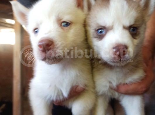 Husky Yavrular görsel