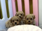 Dizayn Irk Sevimli Maltipoo Yavrular
