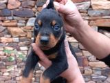 Orijinal Show Kalite Doberman Yavrular