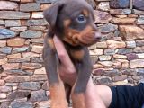 Orijinal Show Kalite Doberman Yavrular