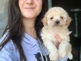 Maltipoo Yavru (Bursa Köpek Okulu)