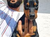 Doberman Yavrular