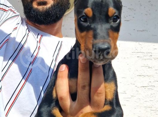 Doberman Yavrular