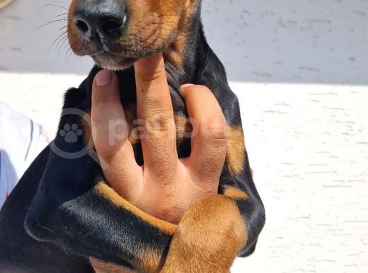 Doberman Yavrular görsel