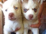 Husky Yavrular