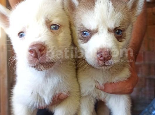 Husky Yavrular