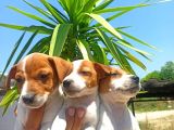 Jack Russel Yavrular
