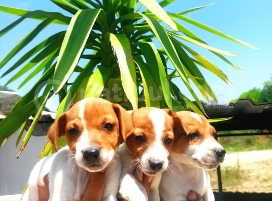 Jack Russel Yavrular görsel