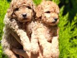 Toy Poodle Yavrular