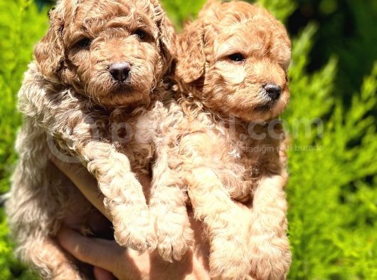Toy Poodle Yavrular