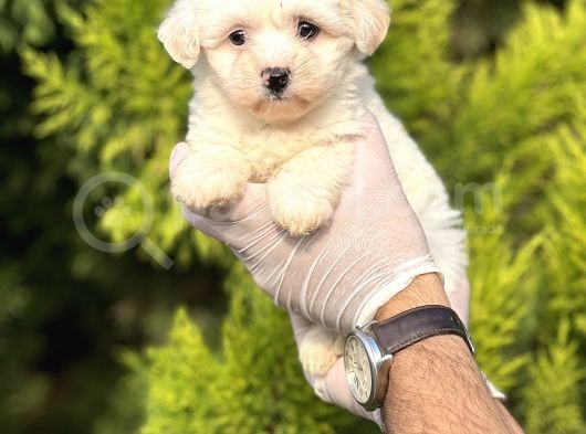 Morkie Bebeğim görsel