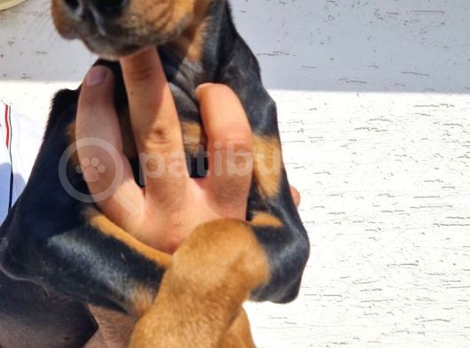 Doberman Yavrular görsel