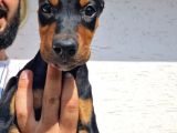 Doberman Yavrular
