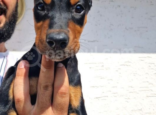 Doberman Yavrular görsel