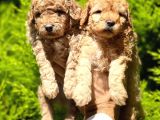 Toy Poodle Yavrular