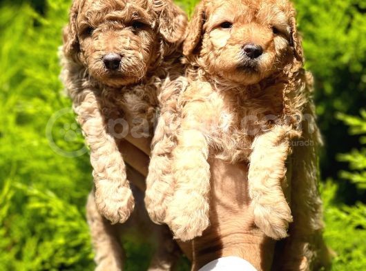 Toy Poodle Yavrular görsel