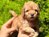 Toy Poodle Yavrular