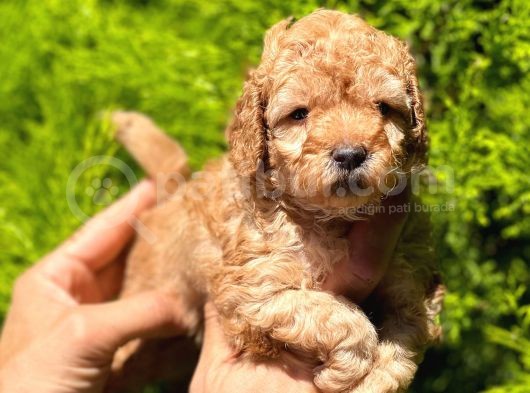 Toy Poodle Yavrular görsel