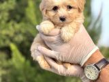 Küçük Maltipoo Bebeğim
