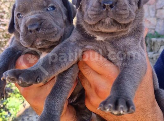 Cane Corsa Yavrular