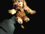 Red Toy Poodle Yavrularimiz