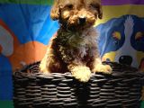 Di̇şi̇ Toy Poodle Yavrularimiz
