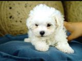 Maltesse Terrier Cinsi Güzel Yavrular 