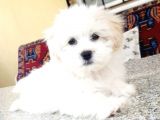 Maltesse Terrier Cinsi Güzel Yavrular 