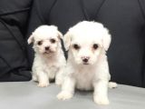 Maltesse Terrier Cinsi Güzel Yavrular 