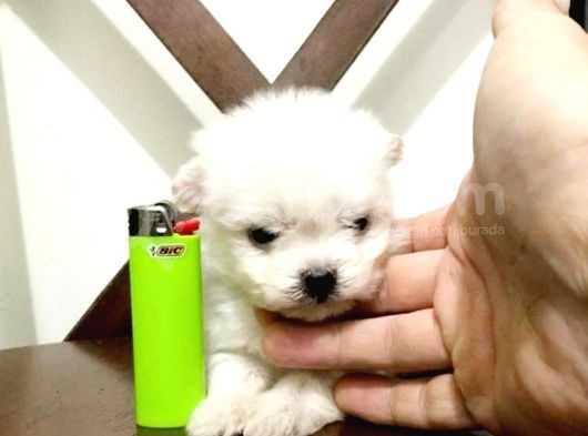 Maltesse Terrier Cinsi Güzel Yavrular 