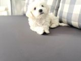 Maltesse Terrier Cinsi Güzel Yavrular
