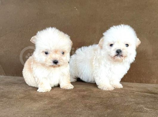 Maltesse Terrier Cinsi Güzel Yavrular  görsel