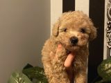 Birbirinden Sevimli Poodle Yavrularımız