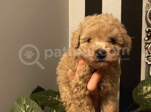 Birbirinden Sevimli Poodle Yavrularımız görsel