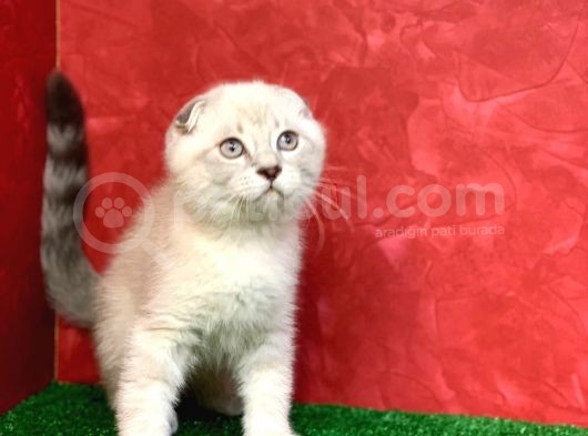 Sifir Kulak Yuvarlak Kafa Lynx Point Scottish Fold Yavrumuz görsel