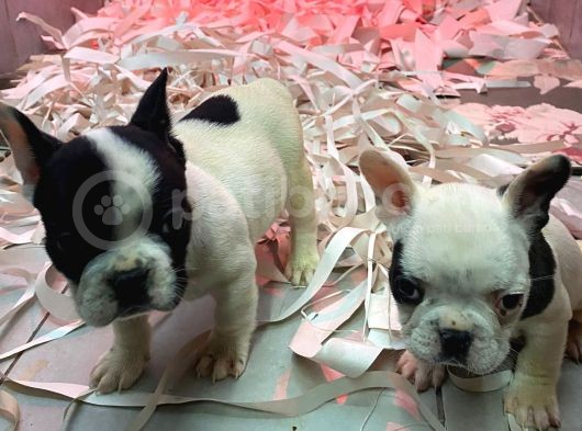 Fransiz Bulldog A Kali̇te Bebekler görsel