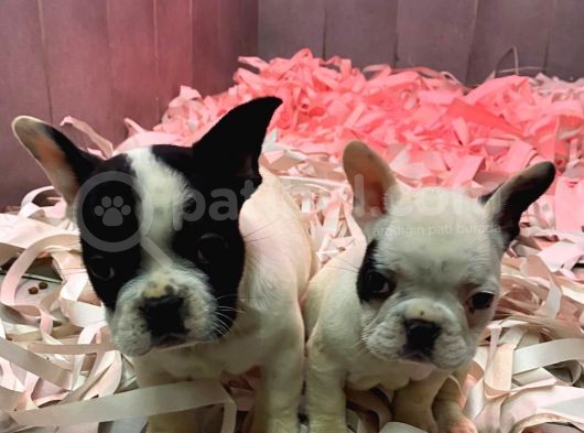 Fransiz Bulldog A Kali̇te Bebekler görsel