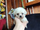Teacup Maltese Terri̇er Irk Garanti̇li̇