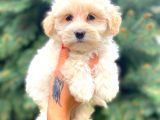 Teacup Morkie