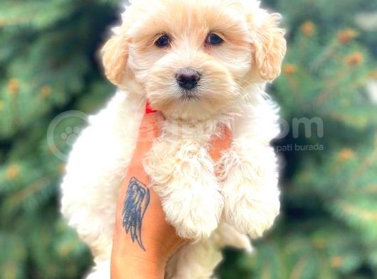 Teacup Morkie görsel