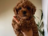 Birbirinden Sevimli Poodle Yavrularımız