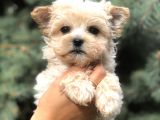 Teacup Morkie