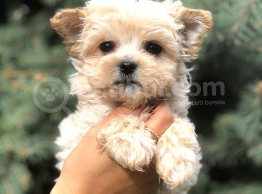 Teacup Morkie görsel