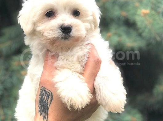 Orjinal Maltıpoo görsel