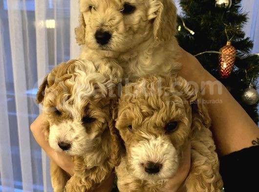 Evde Anne-Babayla Büyümüş Toypoodle görsel