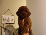 Birbirinden Sevimli Poodle Yavrularımız