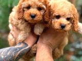 Orjinal FAWN Toy Poodle yavrular